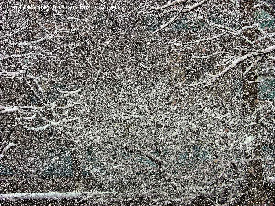 Frost, Ice, Outdoors, Snow, Ground, Soil, Plant
