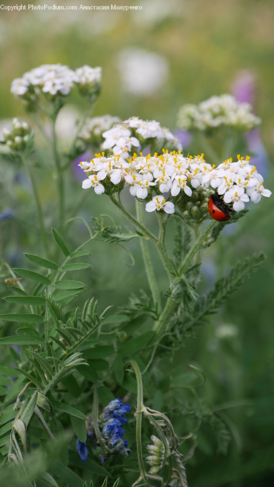 Flower, Flower Arrangement, Flower Bouquet, Apidae, Bee, Bumblebee, Insect