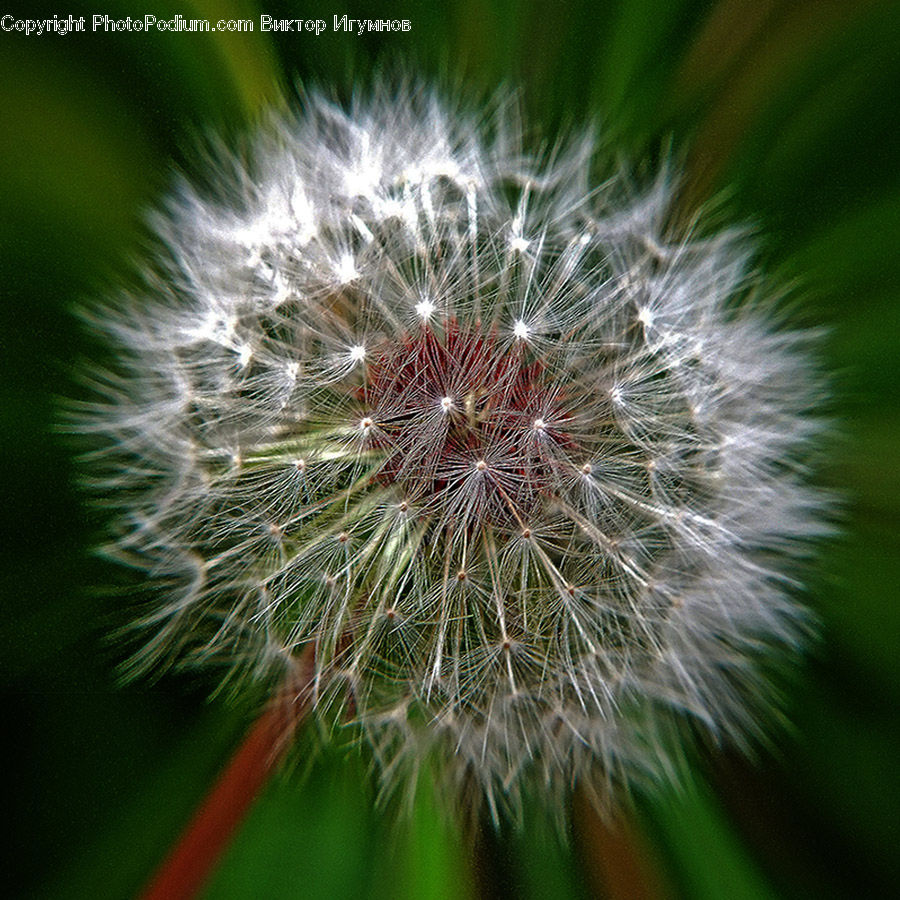 Dandelion, Flower, Plant, Blossom, Flora