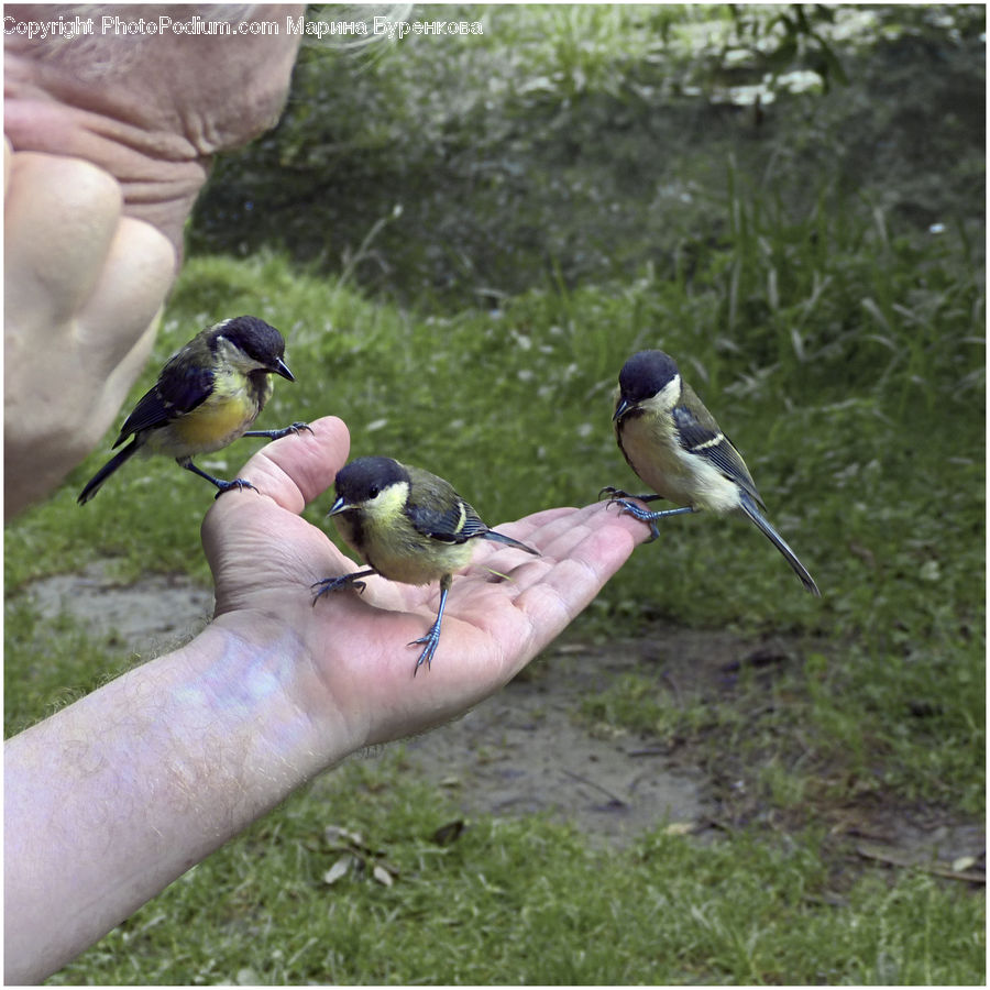Bird, Blue Jay, Bluebird, Jay, Swallow, Duck, Mallard