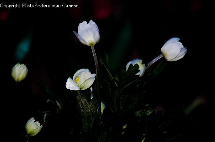 Fiber, Flax, Flora, Flower, Plant, Night, Outdoors