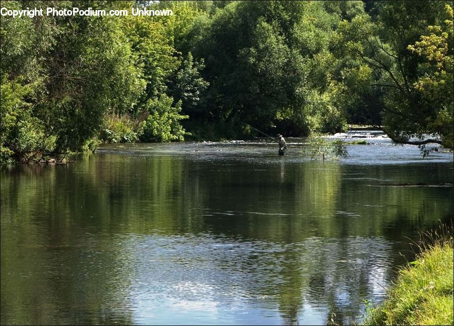 Forest, Vegetation, Grove, Land, Outdoors, Pond, Water