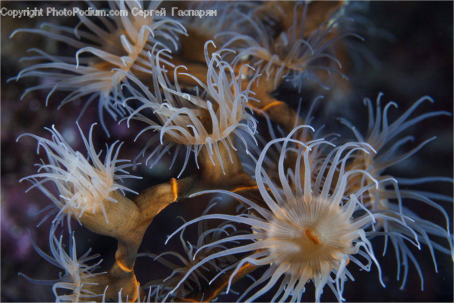 Invertebrate, Sea Anemone, Sea Life, Coral Reef, Outdoors, Reef, Sea