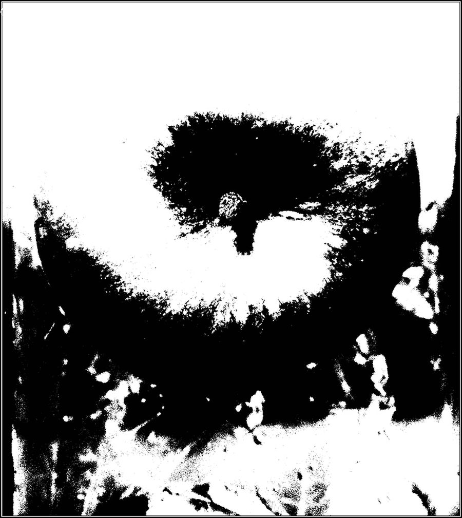 Silhouette, Text