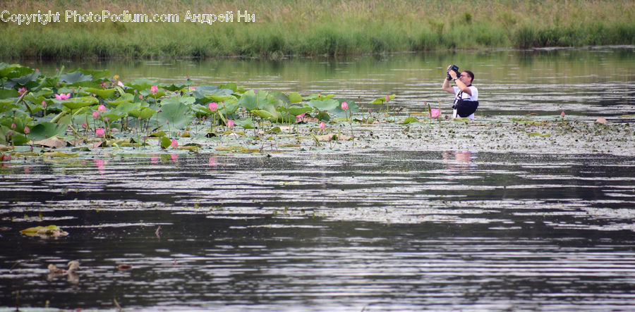 Flower, Lily, Plant, Pond Lily, Outdoors, Pond, Water