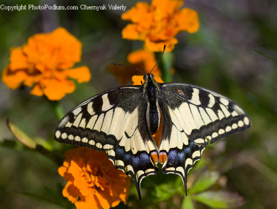 Butterfly, Insect, Invertebrate, Bee, Hornet, Wasp, Monarch