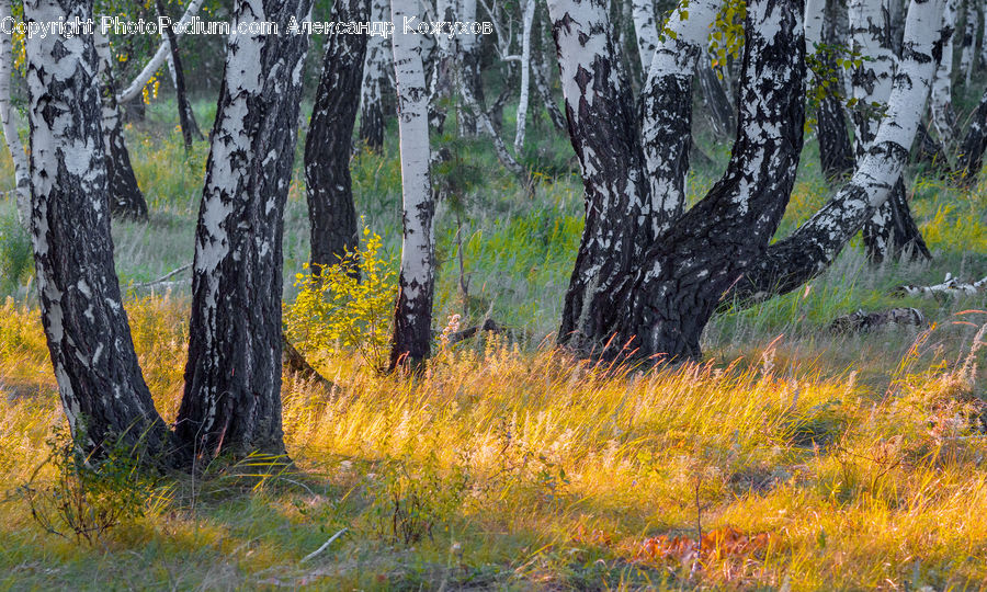 Birch, Tree, Wood, Tree Trunk, Field, Grass, Grassland
