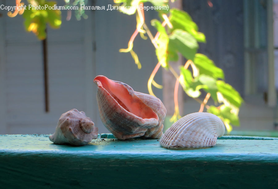 Conch, Invertebrate, Sea Life, Seashell, Clam, Flower Arrangement, Ikebana