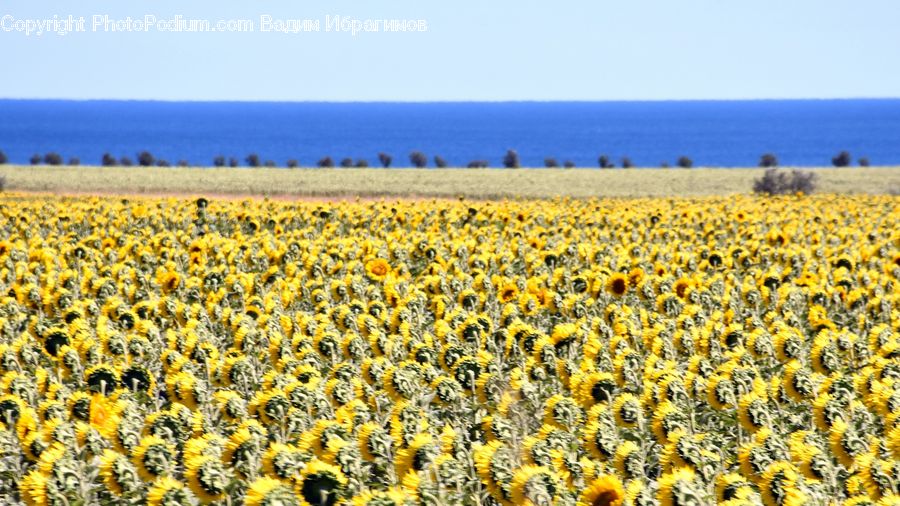 Blossom, Flora, Flower, Plant, Sunflower, Field