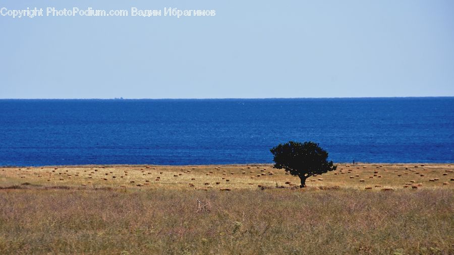 Beach, Coast, Outdoors, Sea, Water, Plant, Tree