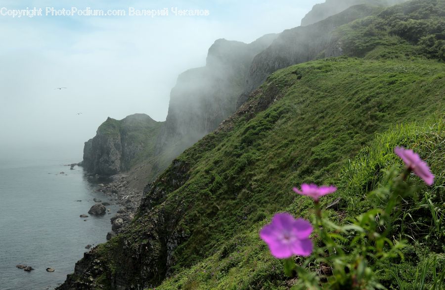 Cliff, Outdoors, Forest, Jungle, Rainforest, Vegetation, Blossom