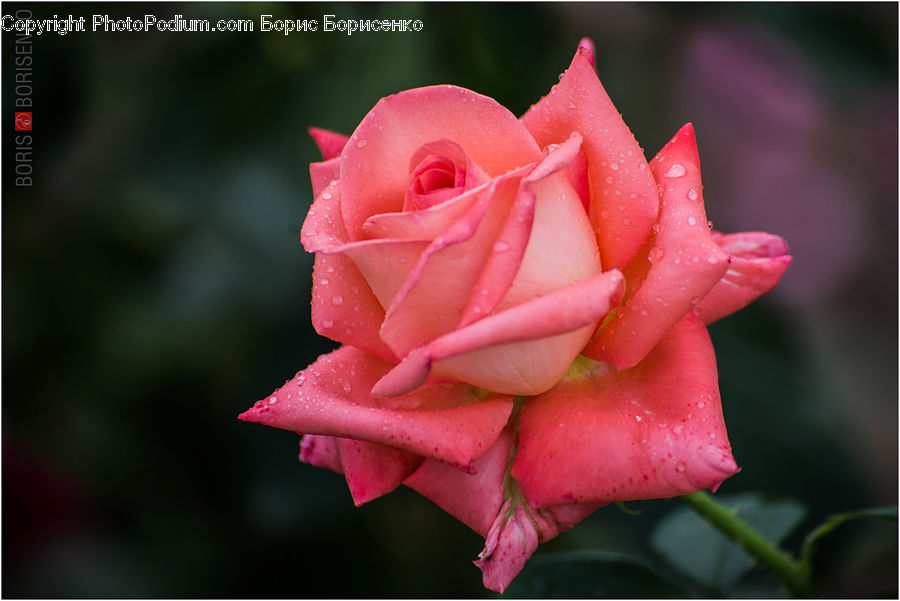 Blossom, Flower, Plant, Rose, Carnation, Flora, Gladiolus