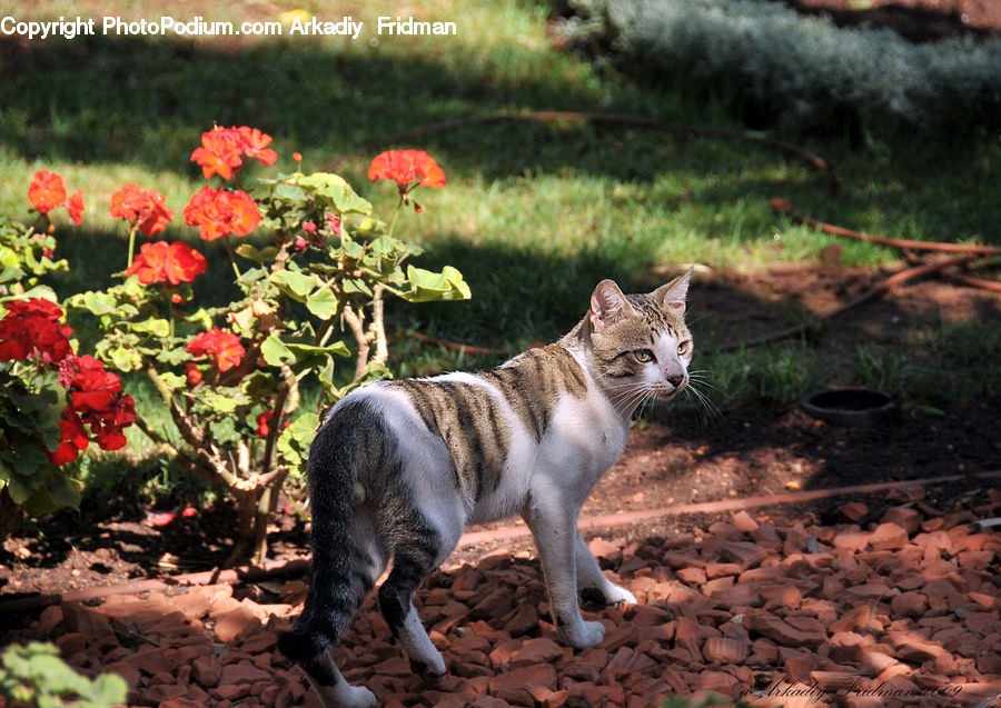 Plant, Potted Plant, Blossom, Flora, Flower, Geranium, Animal