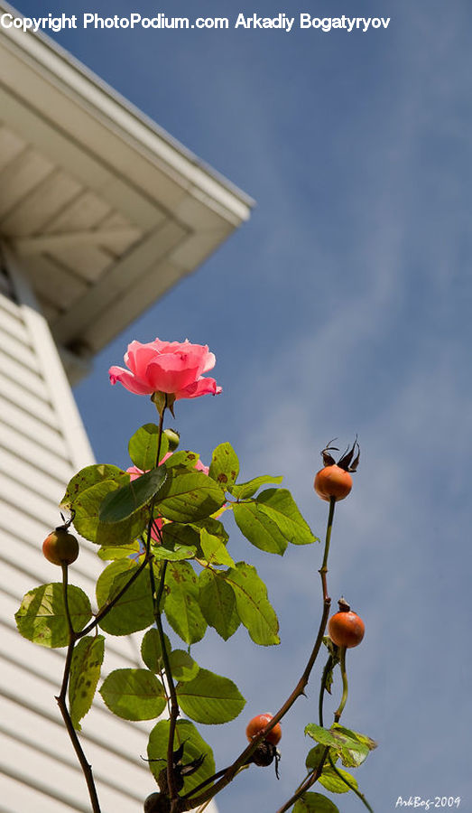 Blossom, Flower, Plant, Rose, Flora, Leaf, Geranium