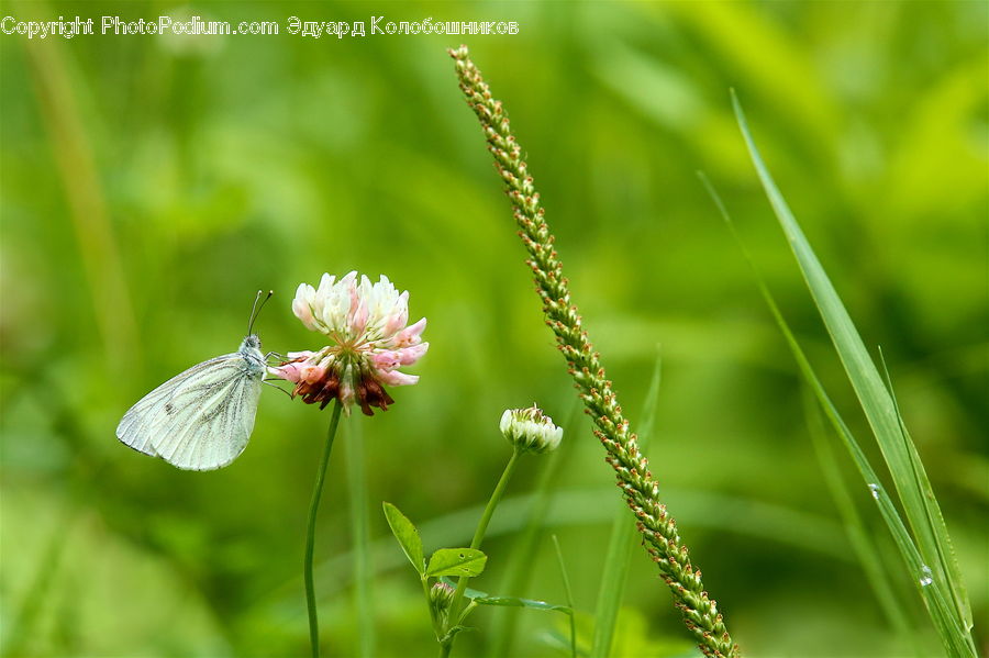 Blossom, Flora, Flower, Plant, Field, Grass, Grassland