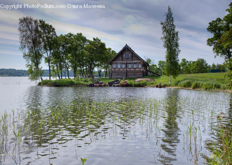 Conifer, Fir, Plant, Tree, Land, Marsh, Outdoors