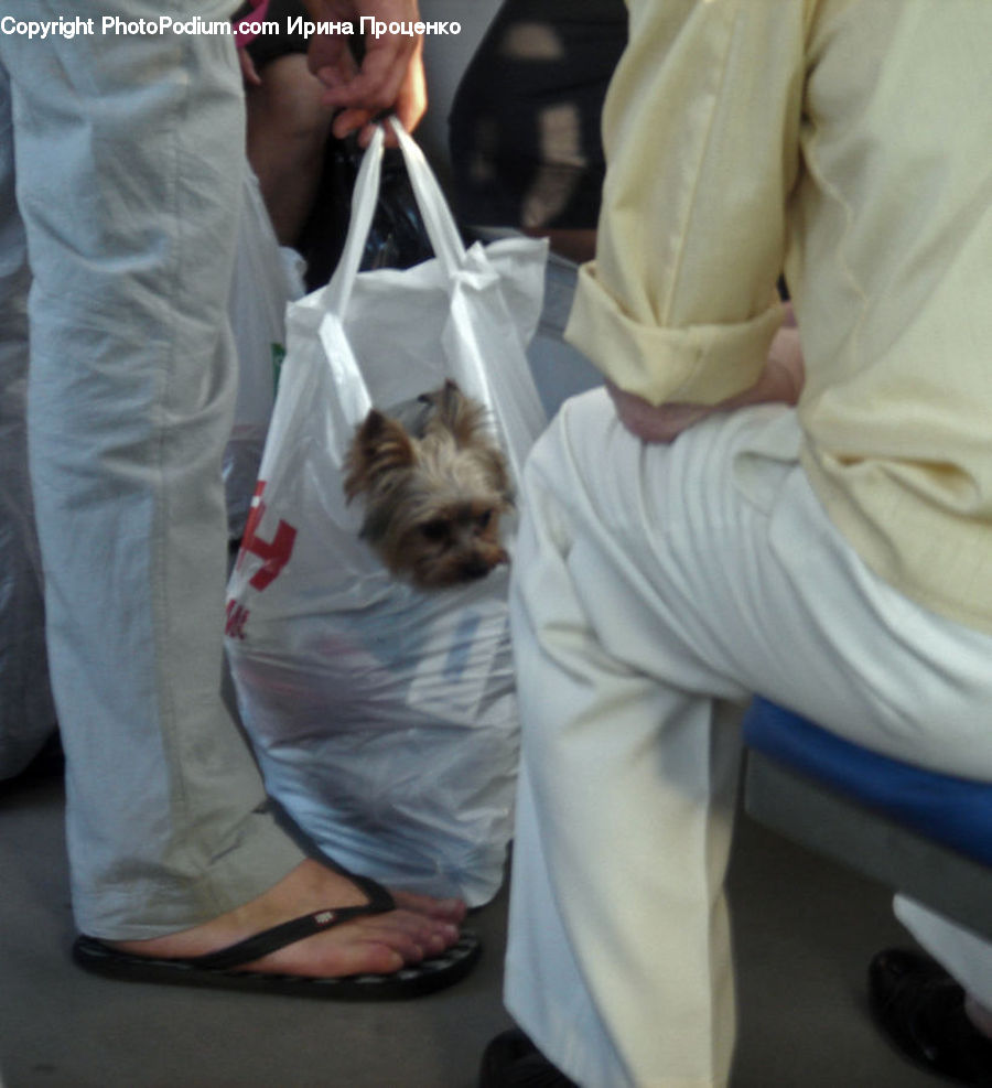 People, Person, Human, Animal, Canine, Dog, Mammal