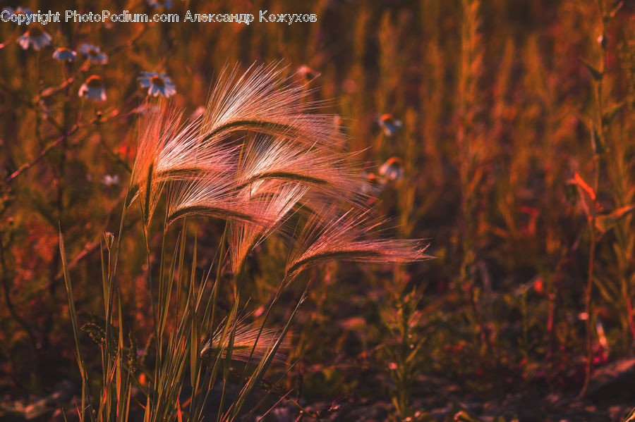 Field, Grass, Grassland, Plant, Reed, Blossom, Flora