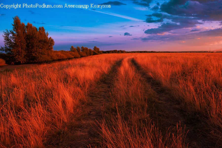 Outdoors, Sky, Field, Grass, Grassland, Land, Plant