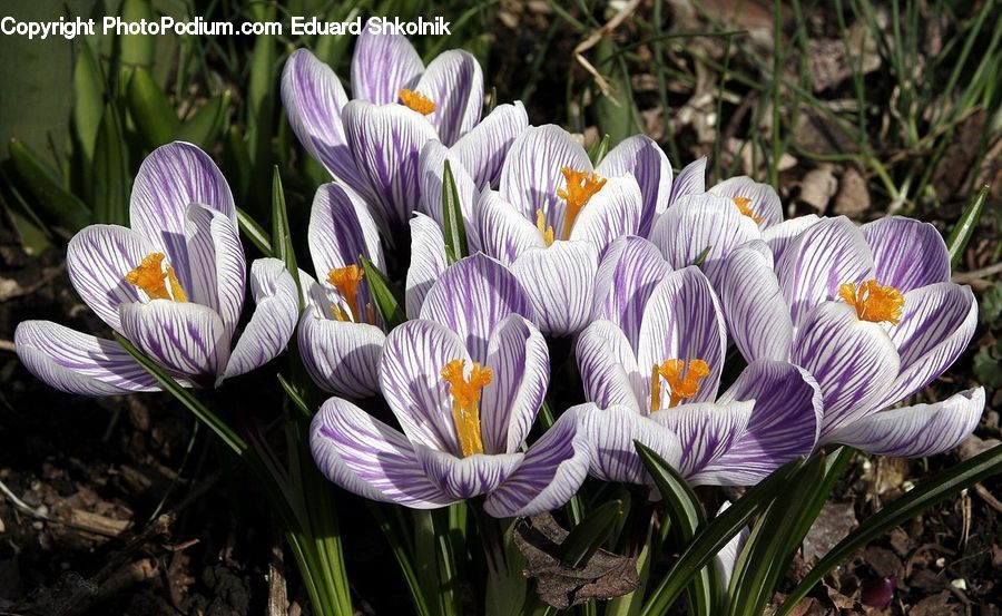 Blossom, Crocus, Flora, Flower, Plant