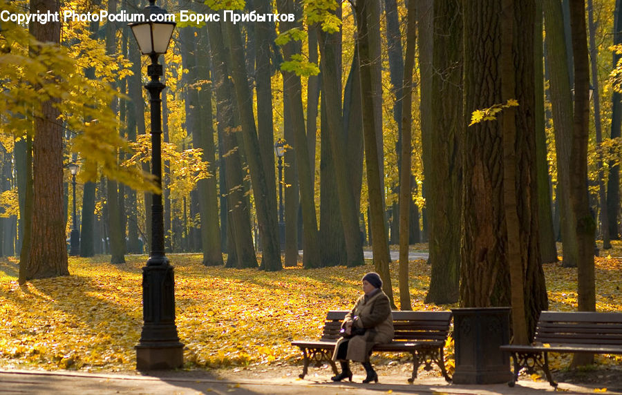 Bench, People, Person, Human, Park Bench, Lamp Post, Pole