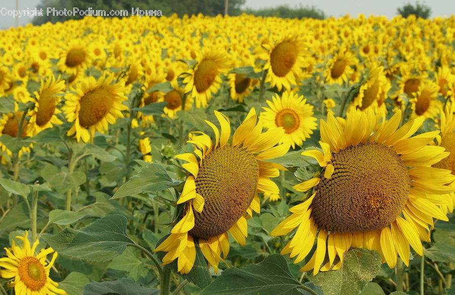 Blossom, Flora, Flower, Plant, Sunflower, Daisies, Daisy