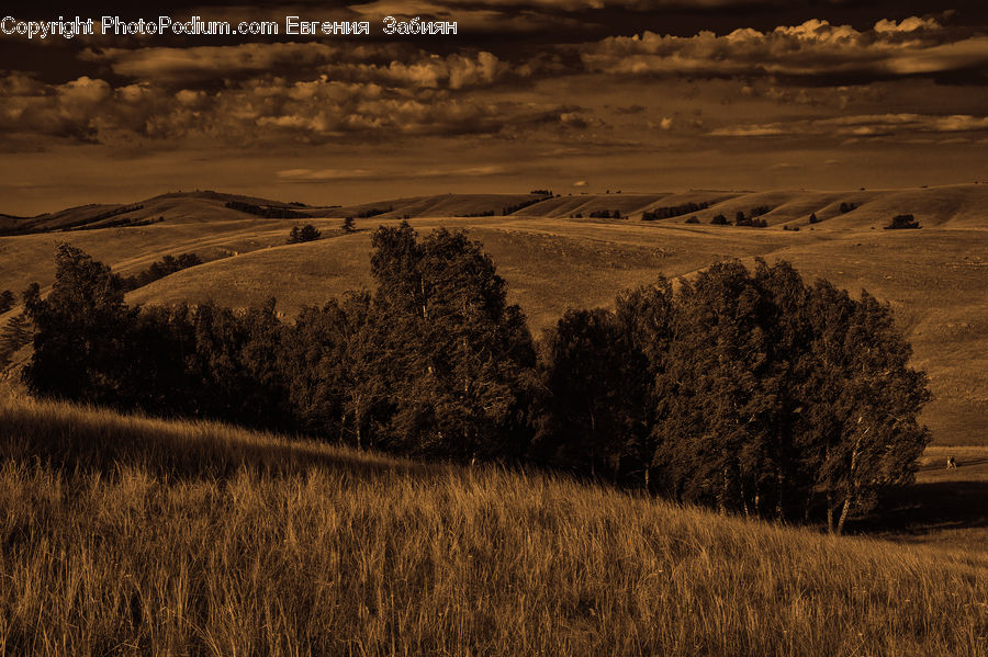 Field, Grass, Grassland, Land, Outdoors, Bush, Plant