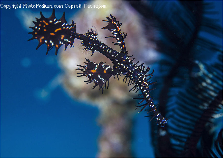 Conifer, Fir, Plant, Tree, Coral Reef, Outdoors, Reef