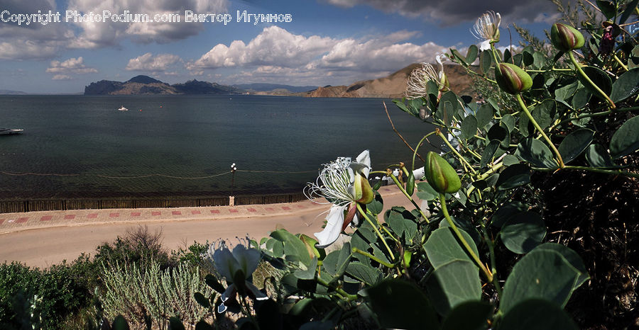 Cactus, Plant, Fence, Hedge, Potted Plant, Vegetation, Landscape