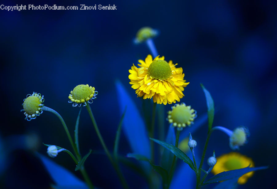 Invertebrate, Jellyfish, Sea Life, Daisies, Daisy, Flower, Plant