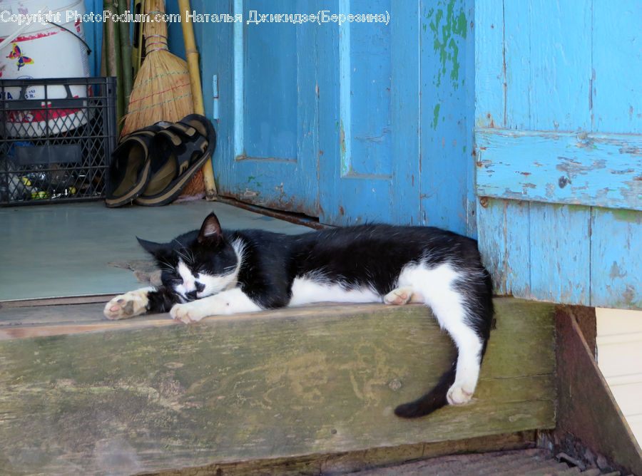 Animal, Cat, Mammal, Manx, Pet, Footwear, Shoe