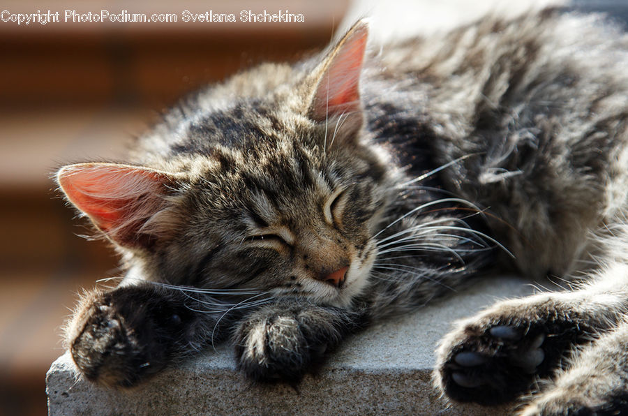 Animal, Cat, Kitten, Mammal, Pet, Manx