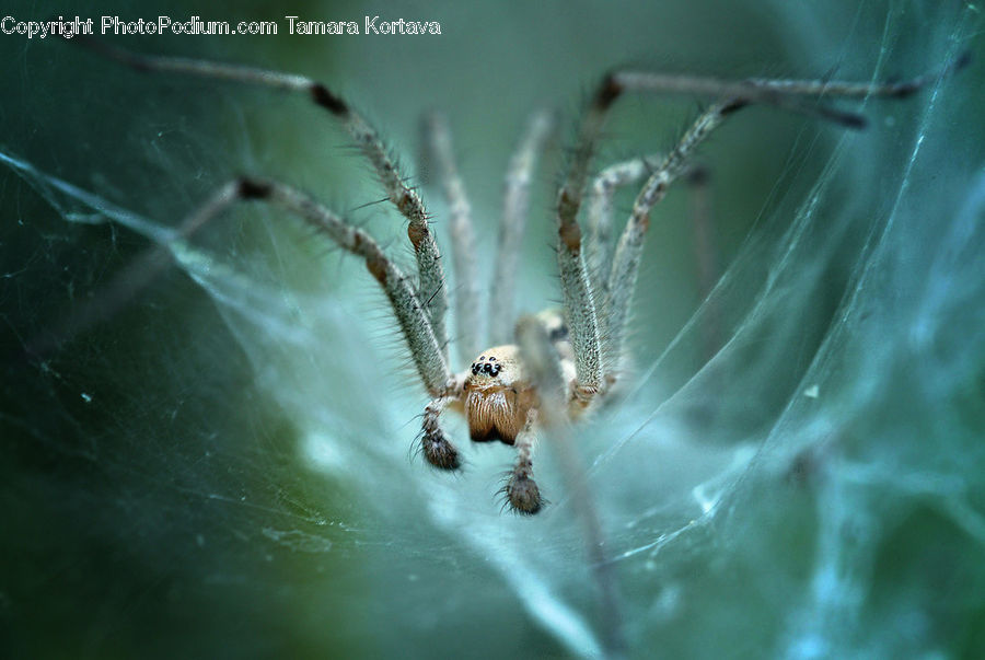 Arachnid, Garden Spider, Insect, Invertebrate, Spider, Argiope