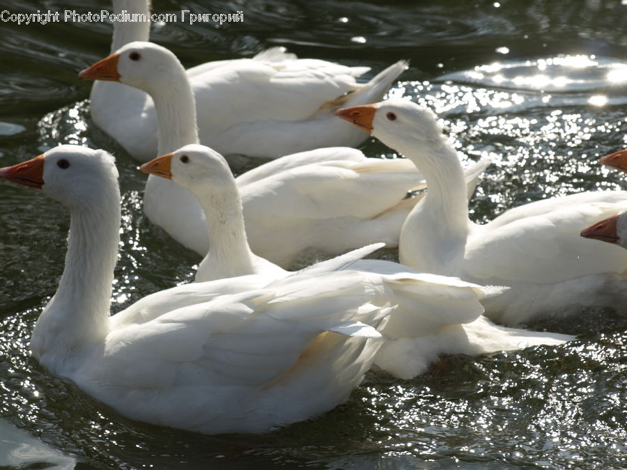 Bird, Duck, Teal, Waterfowl, Goose, Beak, Swan
