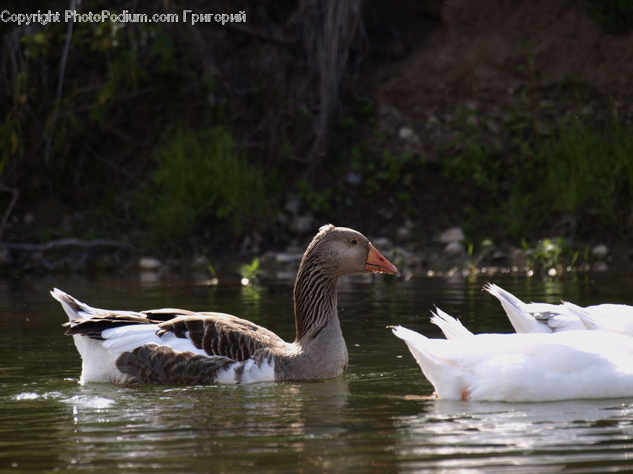 Bird, Goose, Waterfowl, Ardeidae, Beak, Duck, Teal