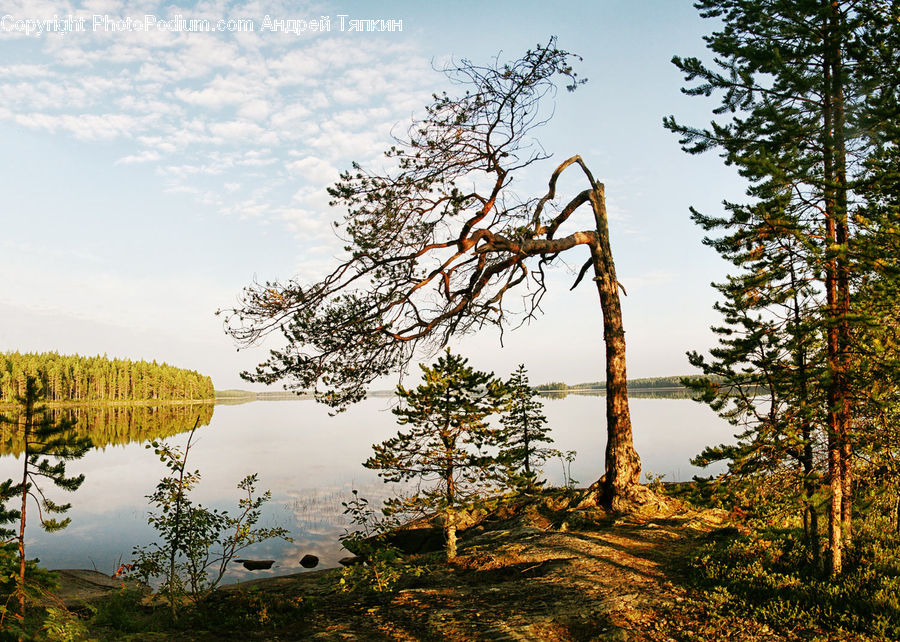 Conifer, Fir, Plant, Tree, Bush, Vegetation, Outdoors