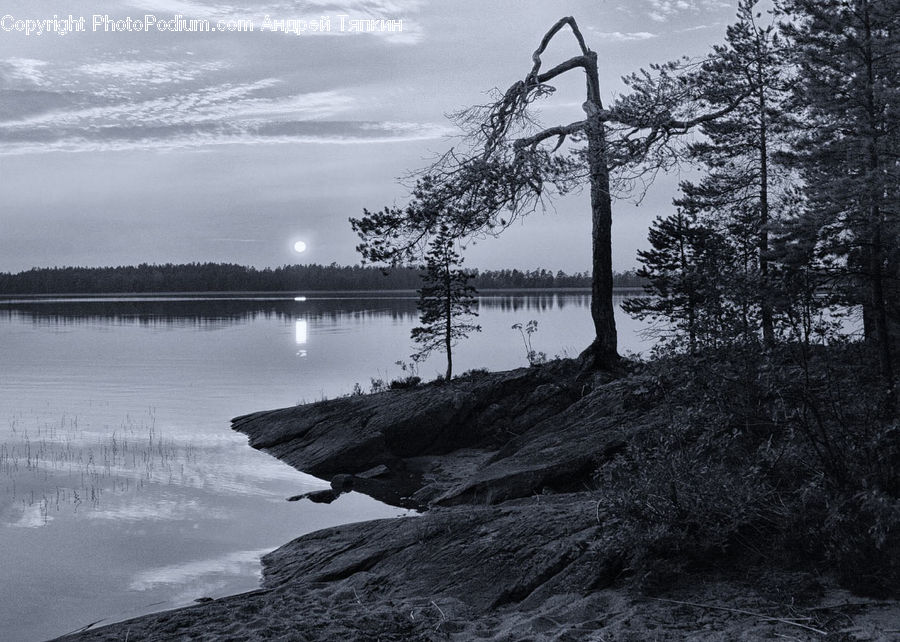 Water, Plant, Tree, Outdoors, Tree Stump, Dock, Landing