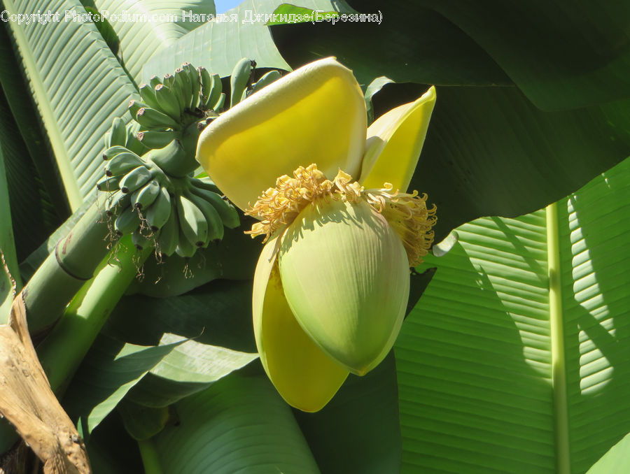 Plant, Flower Arrangement, Ikebana, Potted Plant, Vase, Blossom, Flora
