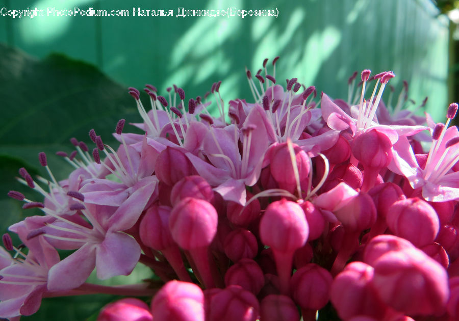 Blossom, Flora, Flower, Geranium, Plant, Pollen, Dahlia
