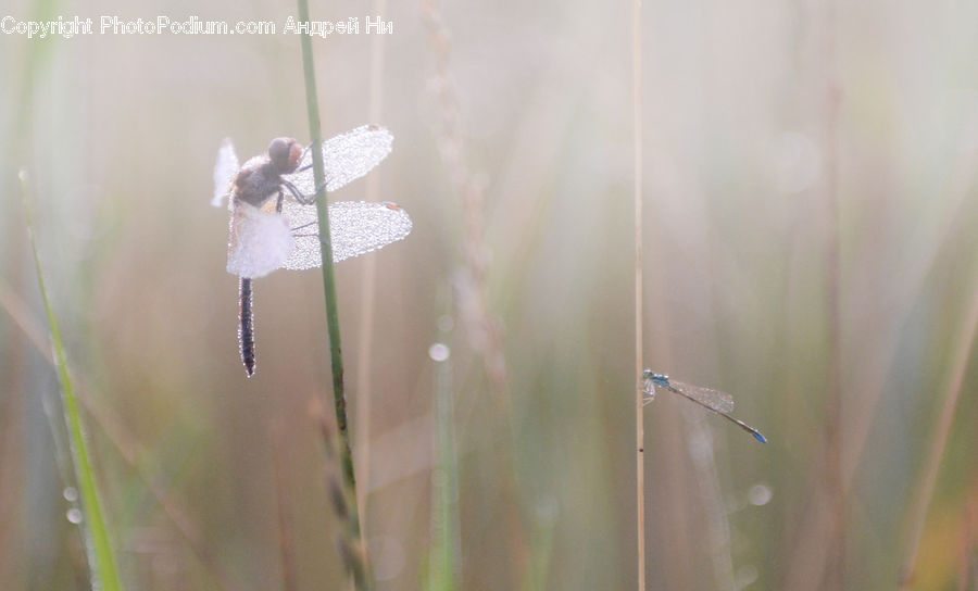 Field, Grass, Grassland, Plant, Blossom, Flora, Flower