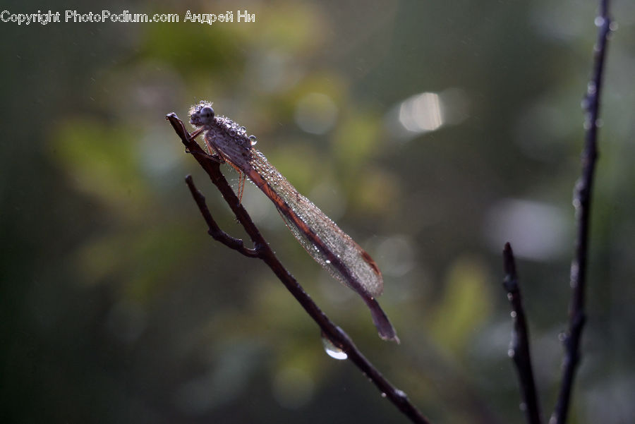Anisoptera, Dragonfly, Insect, Invertebrate, Asilidae, Field, Grass