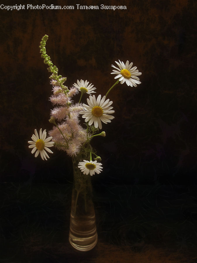 Daisies, Daisy, Flower, Plant, Flower Arrangement, Flower Bouquet, Floral Design