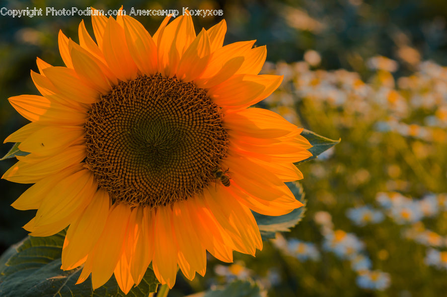 Blossom, Flora, Flower, Plant, Sunflower, Maple, Maple Leaf