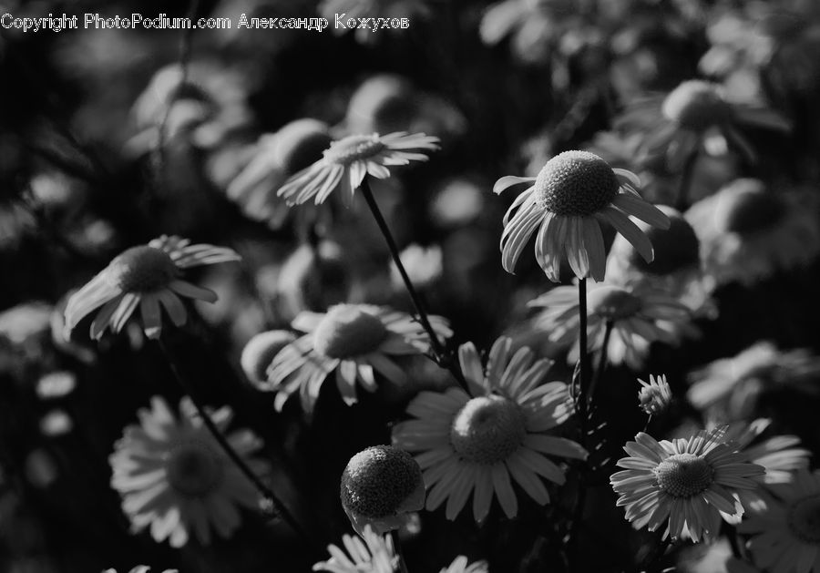 People, Person, Human, Smoke, Daisies, Daisy, Flower