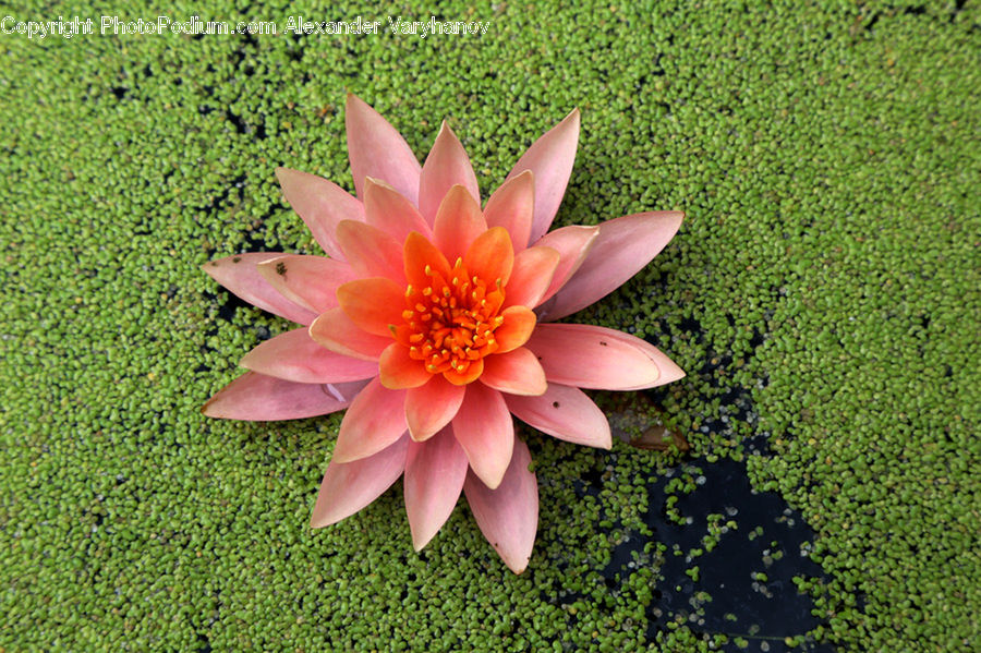 Outdoors, Pond, Water, Blossom, Dahlia, Flora, Flower