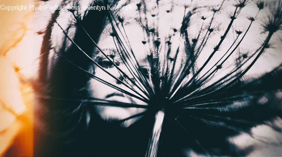 Grain, Seed, Dill, Plant, Conifer, Fir, Tree