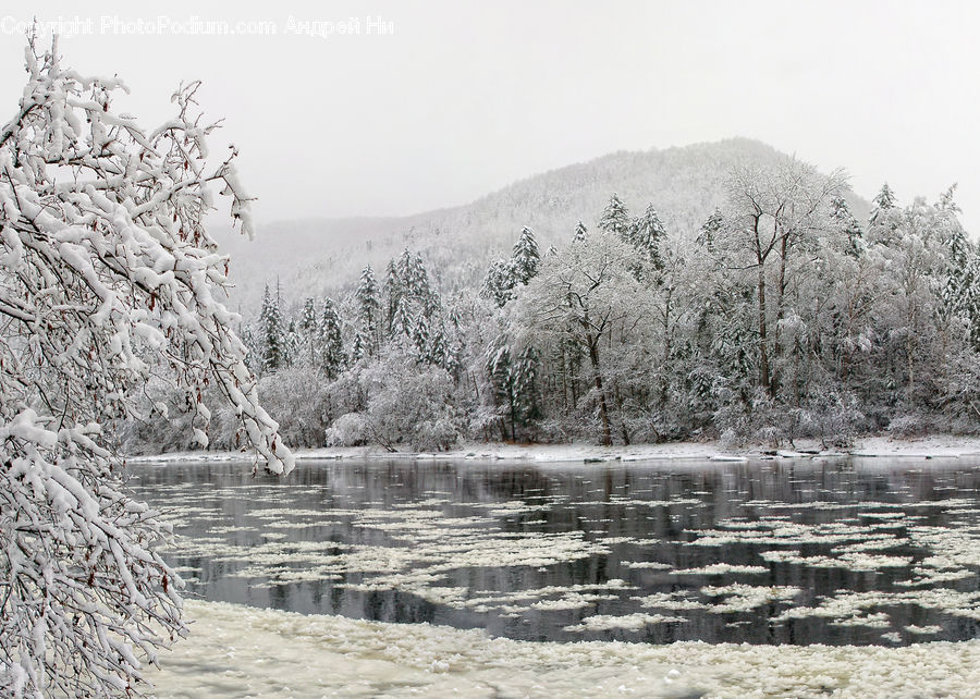 Frost, Ice, Outdoors, Snow, Blossom, Flora, Flower
