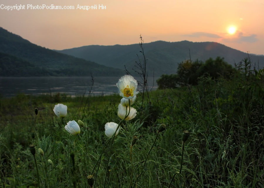 Field, Grass, Grassland, Land, Outdoors, Plateau, Plant