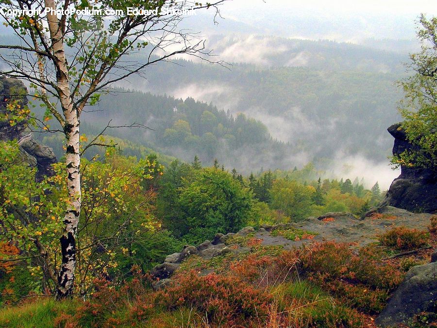 Forest, Grove, Land, Oak, Tree, Wood, Plant