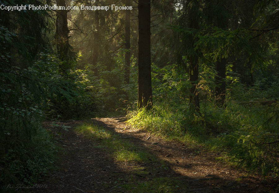 Dirt Road, Gravel, Road, Forest, Vegetation, Jungle, Rainforest